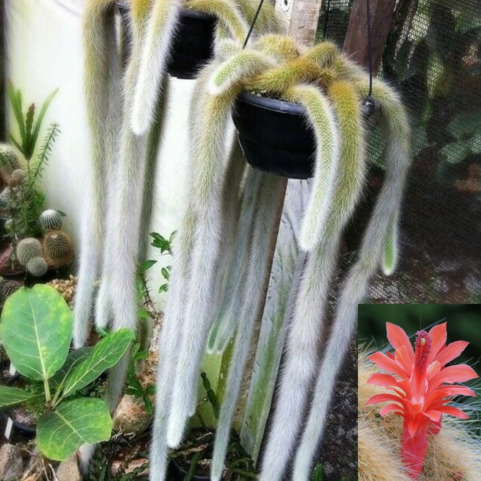 Monkey Tail Cactus Cutting – Hildewintera Colademononis 10 Inch Live Succulent Cutting for Planting