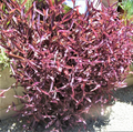 Purple Heart Tradescantia Pallida Cuttings – 8 Unrooted Purple Plant Cuttings – Trailing Houseplant Starter