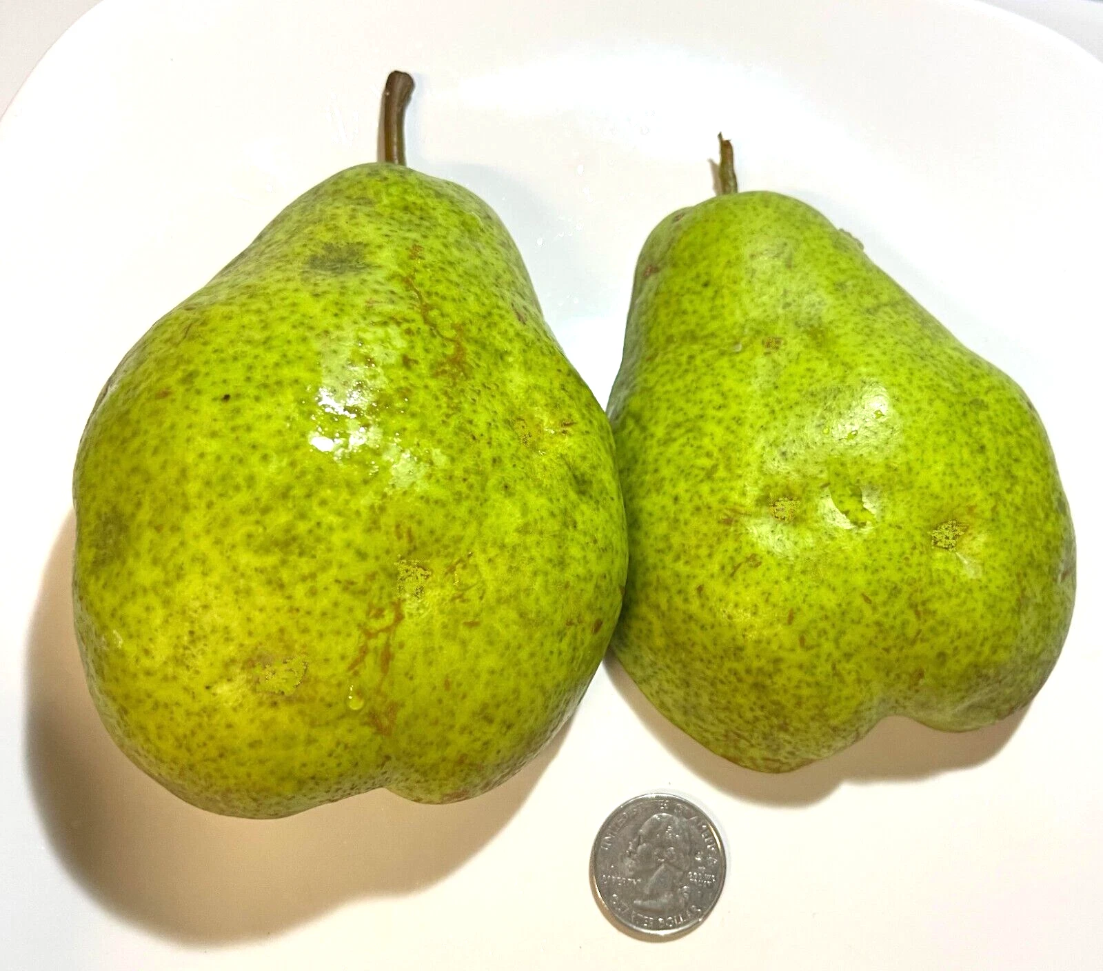 Bartlett Pear Cuttings – 6+3 Scion Wood Set, Hardy Pyrus communis Scions for Grafting, Giant Fruit Pear Variety for Orchards