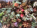 Colorful Succulent Cuttings – 10 Unrooted Varieties, Mixed Live Cuttings for DIY Arrangements, Easy Rooting Indoor & Outdoor Plants
