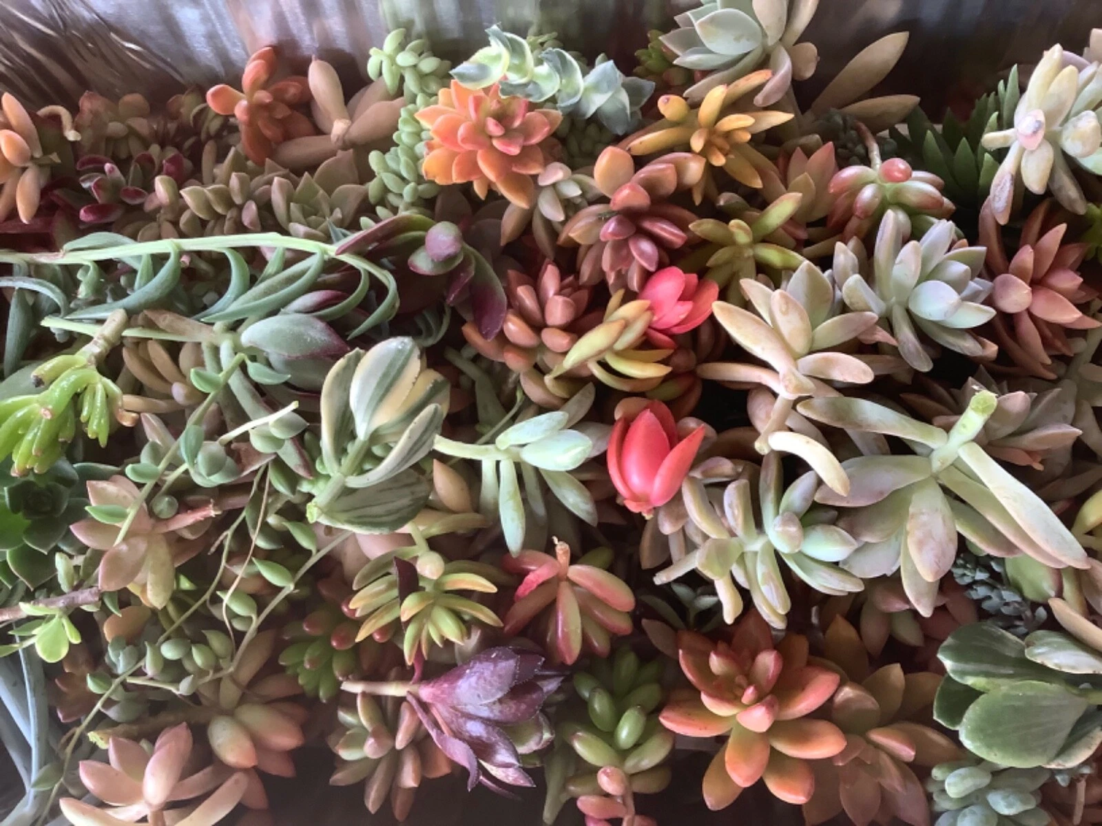 Colorful Succulent Cuttings – 10 Unrooted Varieties, Mixed Live Cuttings for DIY Arrangements, Easy Rooting Indoor & Outdoor Plants