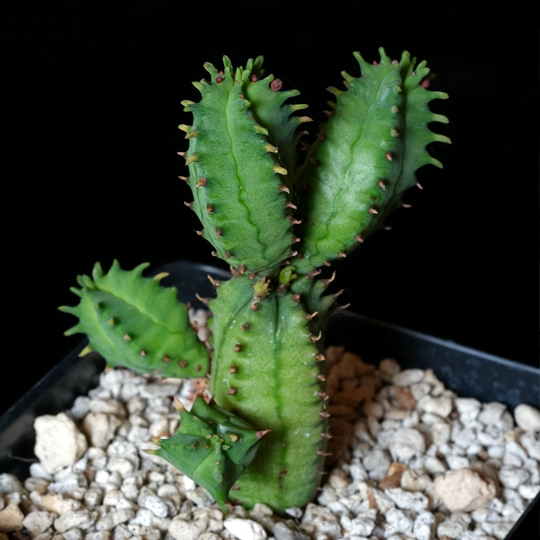 Euphorbia tubiglans – Live Succulent in 3.25" Pot, Rare Euphorbiaceae Caudex/Cluster Plant for Collectors & Indoor Growing