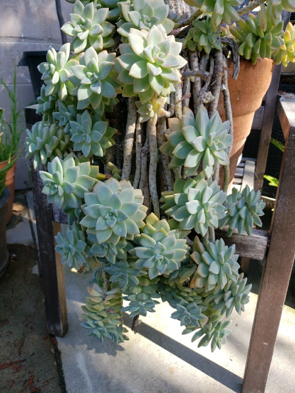 Rooted Hanging Succulent Plants – 3 Live Trailing Cuttings Ready to Grow in Pots or Planters