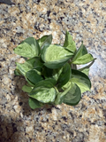 Manjula Pothos Cuttings – 6 Unrooted 1-Node Cuttings, Variegated Epipremnum Starter Pieces for Rooting & Indoor Houseplant Growing