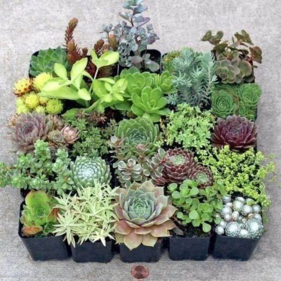 20 Succulent Cuttings – 10 Varieties, Rare Premium Mix, 2 Each Variety, Fresh Unrooted Random Selection for DIY Planters & Gardens