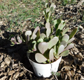 Senecio jacobsenii Purple Trailing Jade – Creeping Succulent for Hanging Pots, Live Cutting/Starter Plant with Purple Leaves