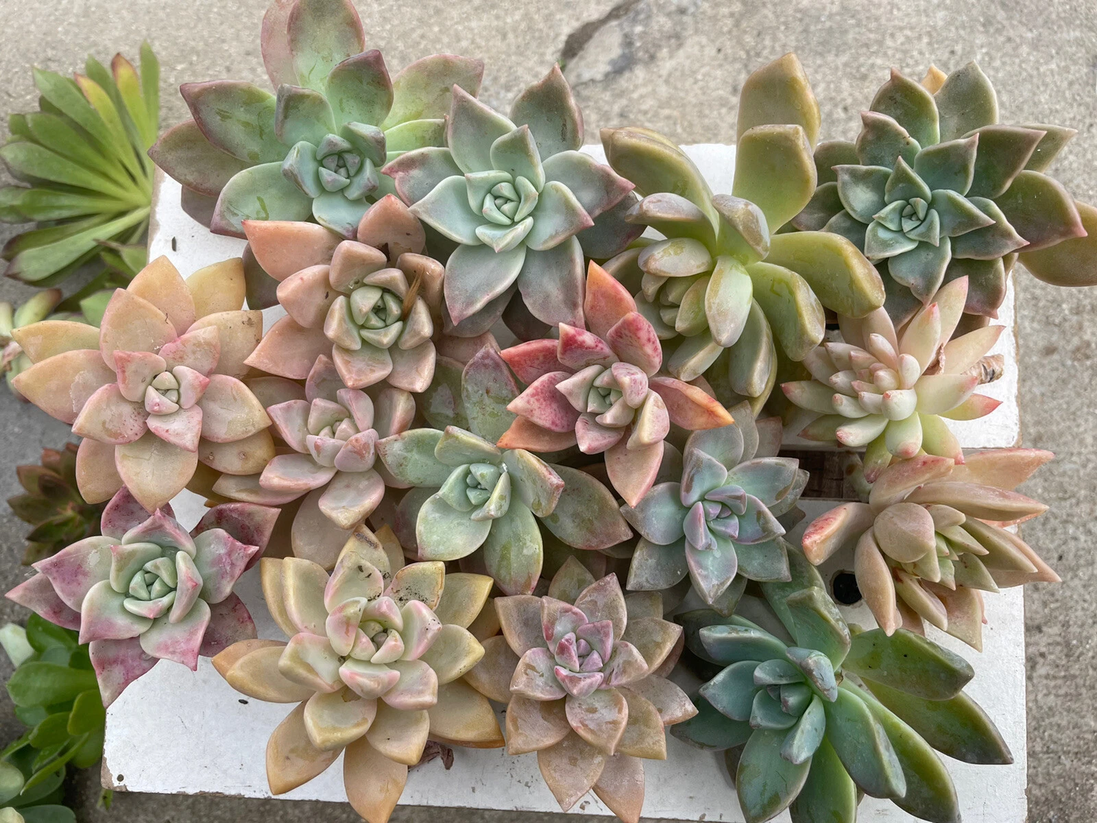 Graptopetalum paraguayense Cuttings 20pcs | Pinky Ghost Plant 2–4” | Live Succulent Cuttings or Bare Root Starts | Easy to Grow