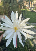 White Epiphyllum Hookeri Orchid Cactus Cuttings – Mature Fragrant Night Blooming Plant