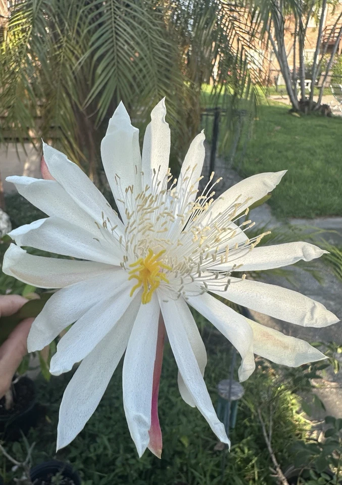 White Epiphyllum Hookeri Orchid Cactus Cuttings – Mature Fragrant Night Blooming Plant