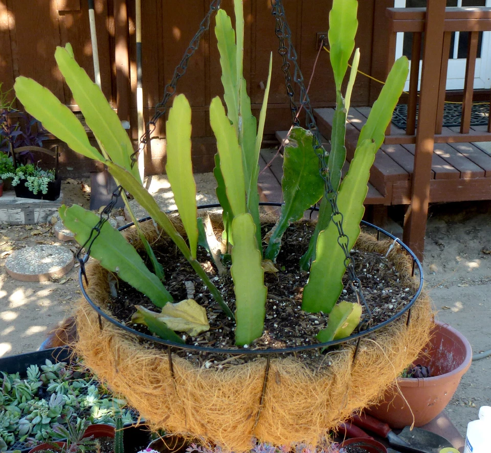 Epiphyllum Hookeri Orchid Cactus Cuttings – 2 Live Rootless Cuttings 8–10 Inches, Fragrant Night Blooming Cactus