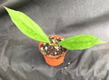 Hoya Jennifer Hybrid Rooted Plant 2.5" Pot Hoya Carnosa