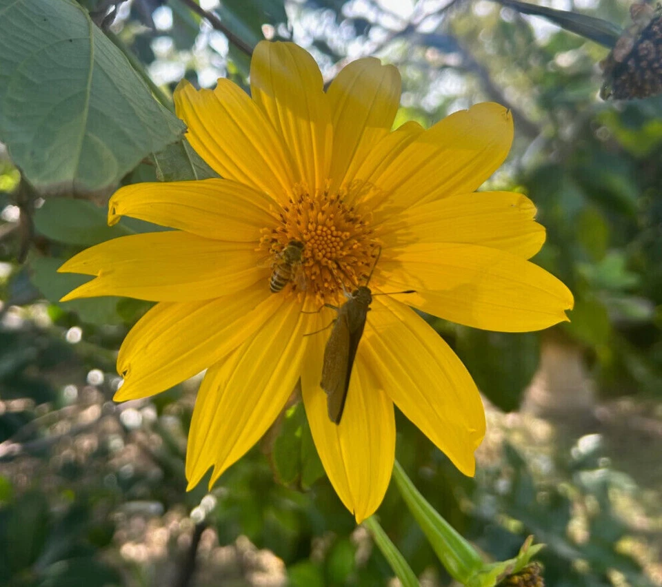 Mexican Sunflower (Tithonia diversifolia) – 8 Fresh 9″ Live Cuttings | Fast-Growing Pollinator Flower for Garden & Border