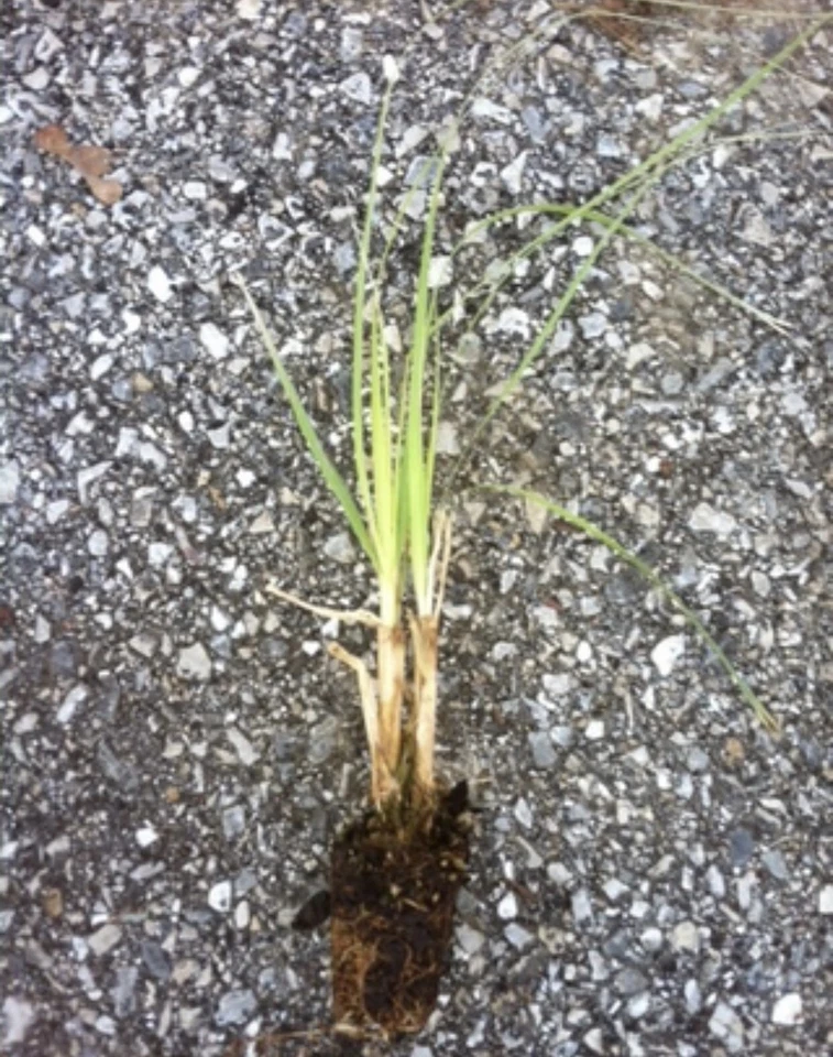 Purple Pampas Grass Plugs – 4 Live Cortaderia selloana Starter Plants for Ornamental Garden Use