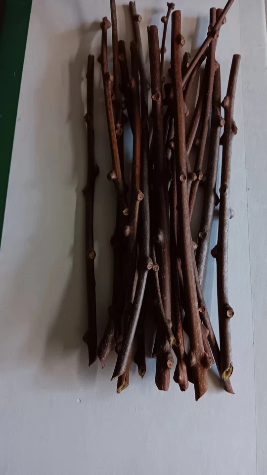 Hardy Kiwi ‘Geneva’ Cuttings – 10 Female Actinidia arguta Hardwood Stems for Rooting, Organic Starter Vines