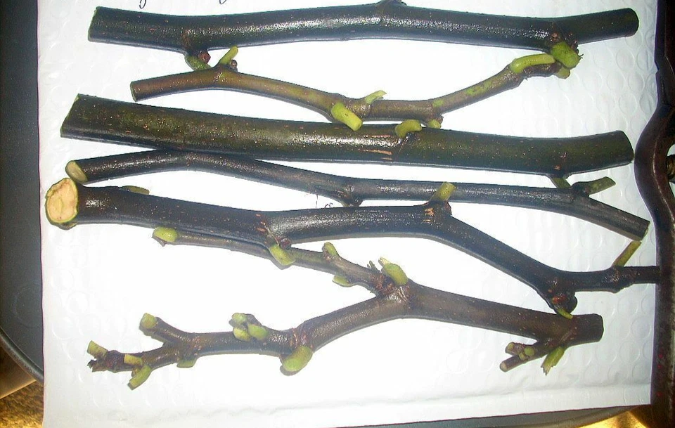 Nero 600M Fig Tree Cuttings – 25 Fresh Hardwood Stems for Rooting – Cold Hardy Productive Variety