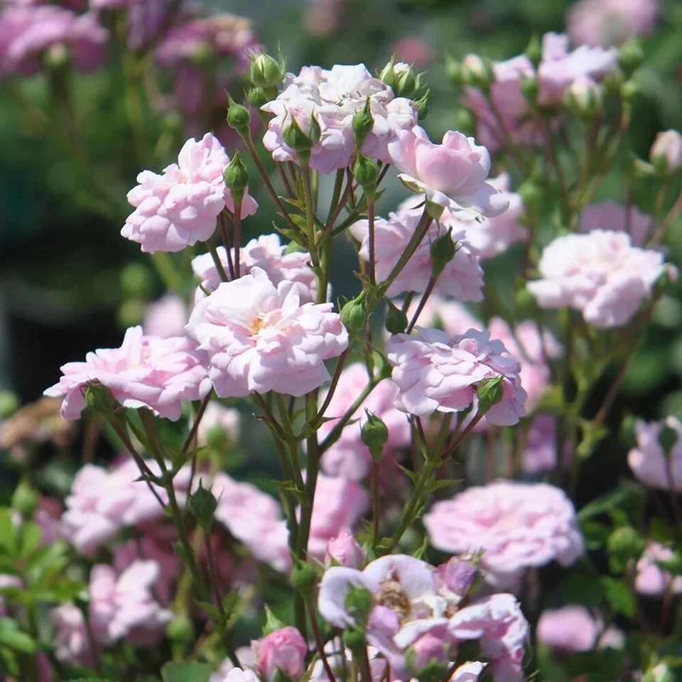 6 Rural England Climbing Rose Cuttings Live Flower Plant Unrooted Rose Vine for Garden Propagation