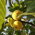 Burbank Yellow Fig Cuttings 2 Pieces Unrooted Propagation Wood