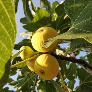 Burbank Yellow Fig Cuttings 2 Pieces Unrooted Propagation Wood