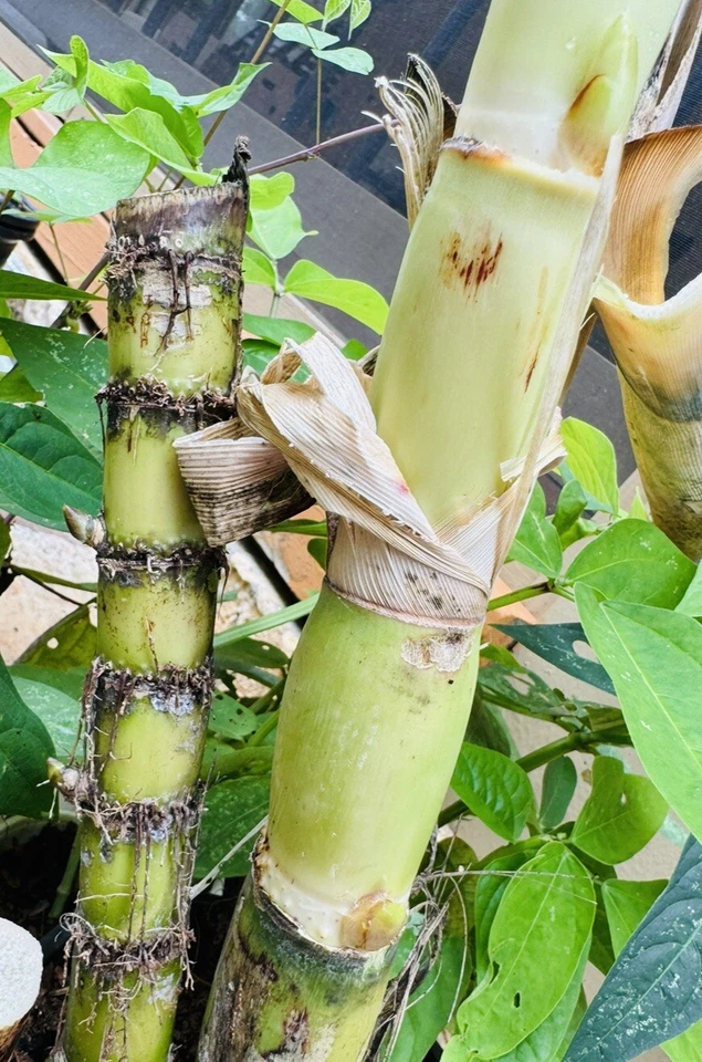 Sugarcane Live Cuttings for Planting – 8+ Nodes Buds, Saccharum Officinarum Starter Canes
