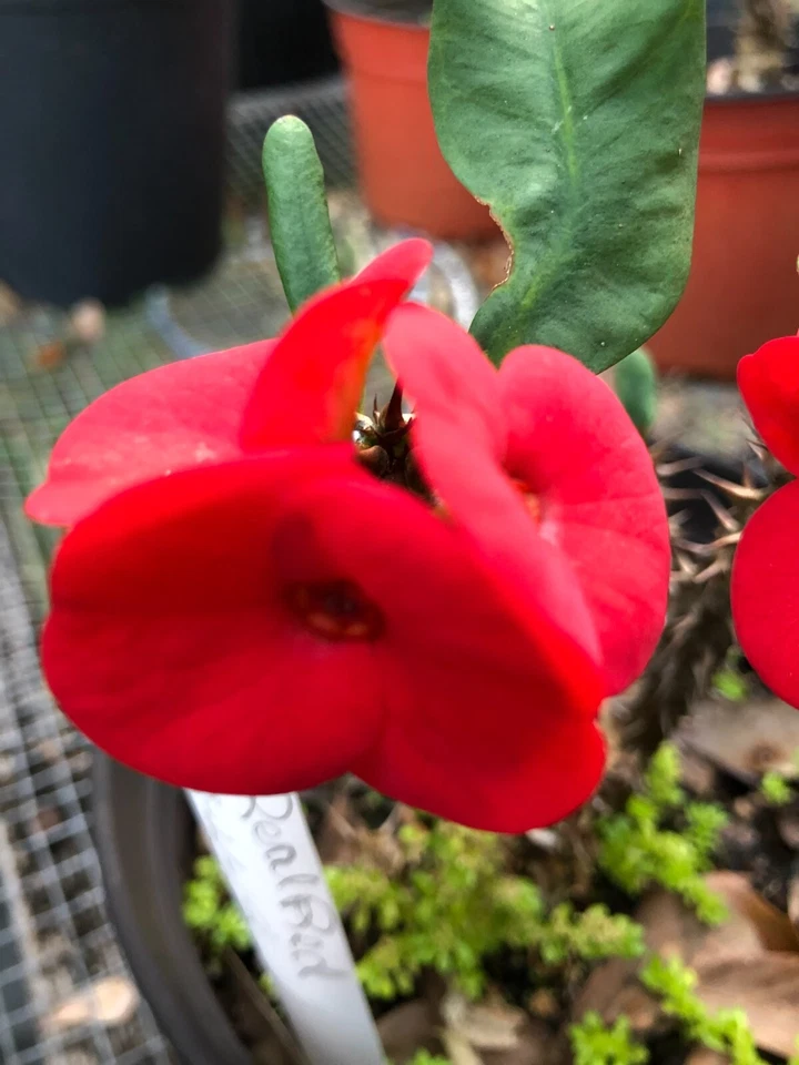 Crown of Thorns Euphorbia milii Rooted Cutting – Thai Hybrid Red Flower Succulent Plant for Planting