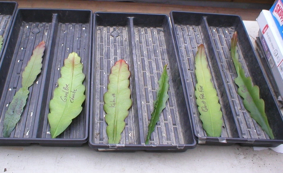 Epiphyllum Peggy Williams Orchid Cactus – Unrooted Cutting – Trailing Epiphytic Cactus Starter