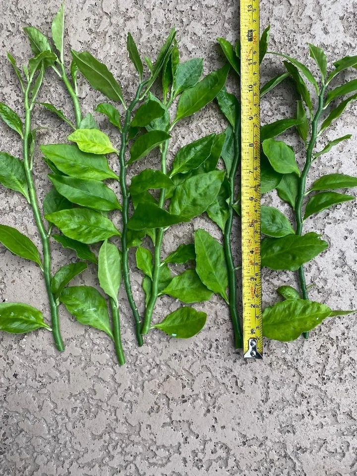 Devil’s Backbone Cuttings – 8 Euphorbia tithymaloides Cuttings Plus 1 Rooted Live Plant for Propagation