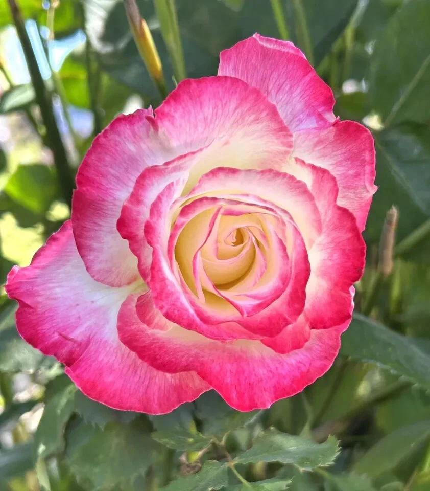 Double Delight Rose Live Cuttings 5 Stems Fragrant Bicolor Rose for Planting
