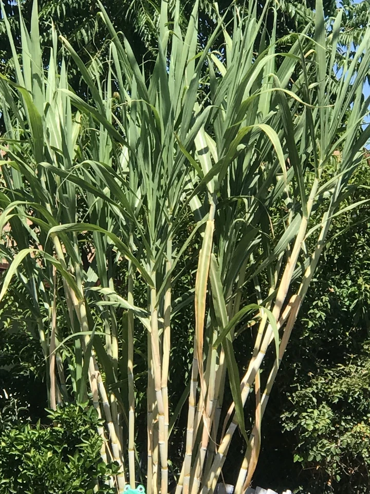 Sugarcane Unrooted Cuttings – 3 Saccharum officinarum Live Cane Cuttings, Purple Variety for Garden Planting