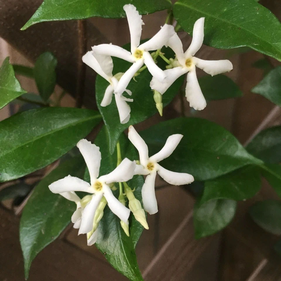 Star Jasmine Unrooted Cuttings – 7 Trachelospermum jasminoides Flowering Vine Cuttings, 6 Inch Live Plant Starts