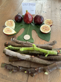 LSU Purple Fig Cuttings – 4 Live Fig Tree Cuttings for Planting, Ficus Carica Variety