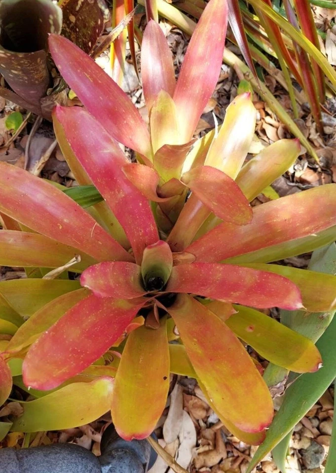 Neoregelia ‘Super Fireball’ – Live Bromeliad Plant, Compact Red Sun-Loving Variety, Colorful Exotic Houseplant Starter