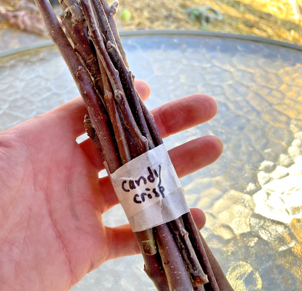 Candy Crisp Apple Scionwood Cuttings Set of 10 Unrooted Apple Scion Wood for Grafting