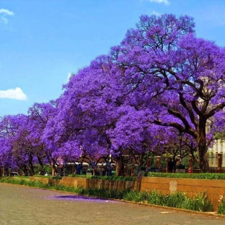 Blue Jacaranda Tree Jacaranda Mimosifolia Live Plant 1 Year Old 8–10 Inch Tall Ornamental Tree