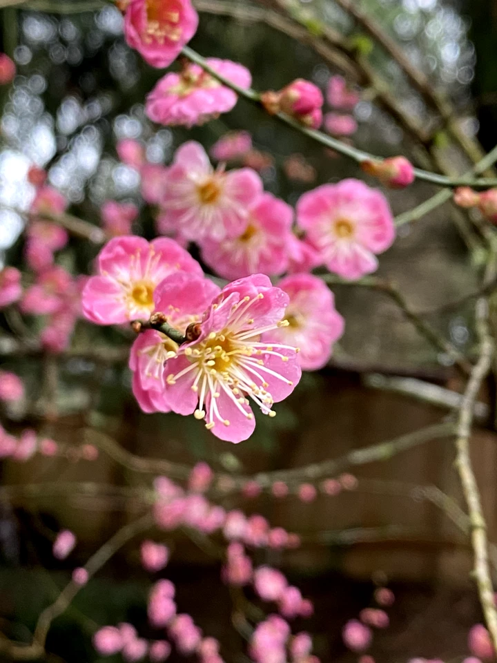 Japanese Ume Plum Cuttings – 2 Unrooted Prunus mume Cuttings, Winter Flowering Tree with Edible Fruit