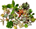 Assorted Succulent Cuttings Lot – 15 Live Succulent Cuttings from Mature Plants for Propagation