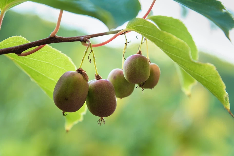 Seedless Hardy Kiwi Vine Cuttings – 10 Thin Actinidia deliciosa Cuttings for Propagation