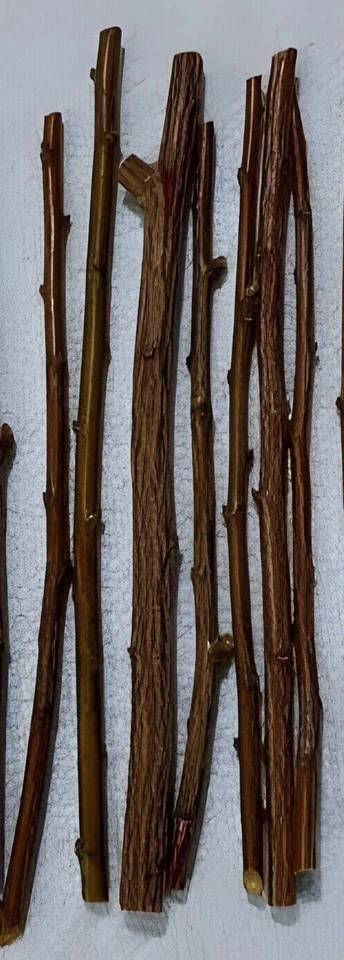 Plum Tree Cuttings – 13 Unrooted Pieces – Prunus Fruit Tree Starter for Propagation