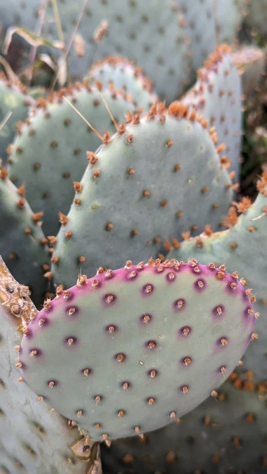 Santa Rita Purple Prickly Pear Cactus Cuttings – 3 Opuntia Violacea Pads, 5–6 Inch Live Cactus for Propagation
