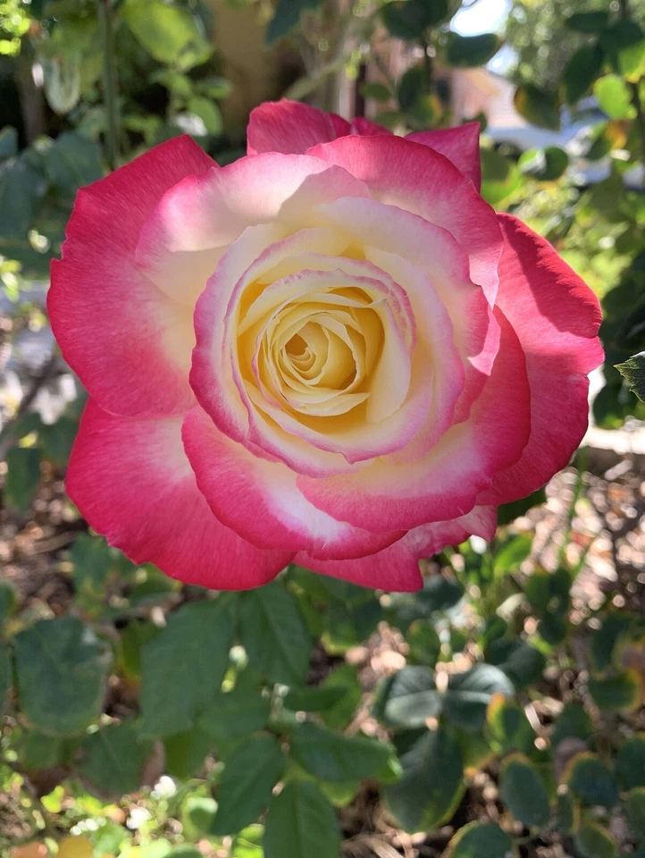 Double Delight Rose Cuttings – 5 Stems for Planting – Large Double Bloom Garden Rose