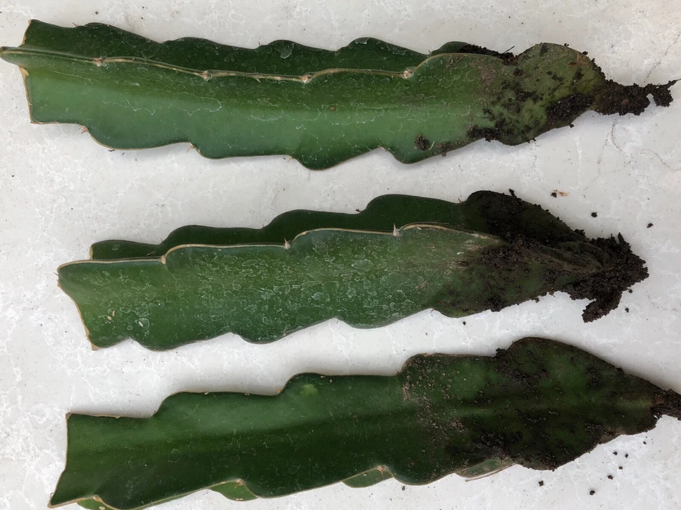 Red Dragon Fruit Rooted Plants – 3 Live Red Pitaya Cuttings Bare Root Ready to Plant – Hylocereus Starter