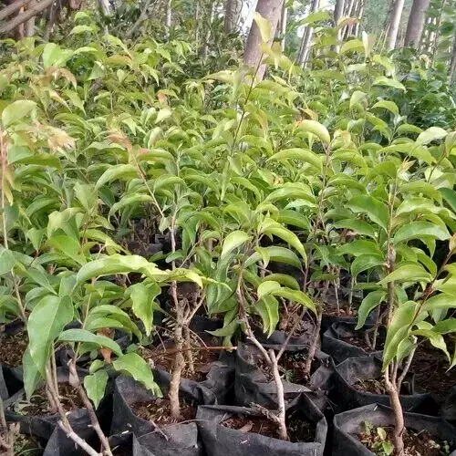 Plum Tree Cuttings – 3 Fresh Unrooted Cuttings, Prunus Fruit Tree for Propagation, Garden Plant