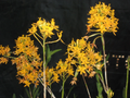 Epidendrum Orchid Cuttings Set of 2 Dark Yellow Flowering Cane Orchids 10–12 Inch