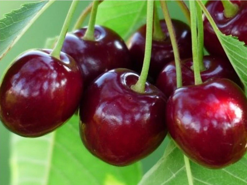 Sour Cherry Cuttings Set – Wanda & Star of Vytenai, 6 Prunus cerasus Scions for Grafting or Propagation