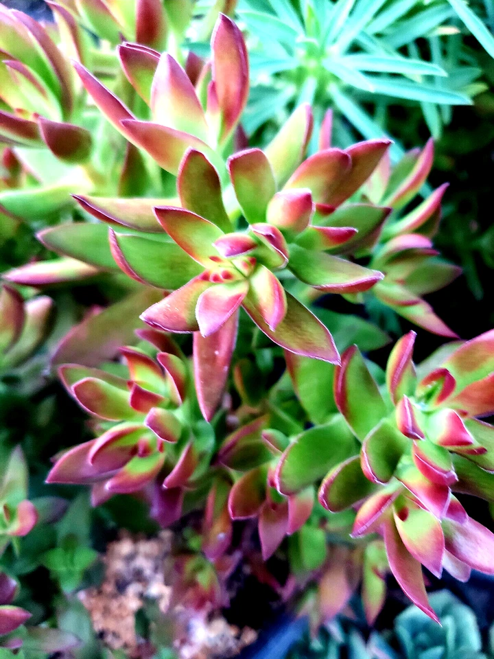 Crassula Platyphylla Burgundy – 3 Unrooted 1.5" Succulent Cuttings for Propagation