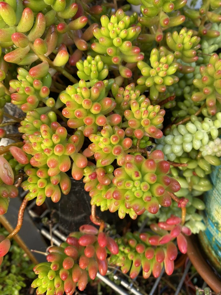 Sedum rubrotinctum Jelly Bean Variegated – Pork & Beans Succulent – 6 Fresh Cuttings for Rooting & Propagation