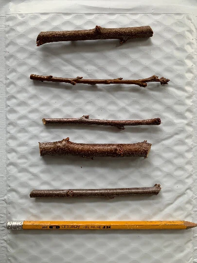 Emerald Pluot Scion Cuttings – Plum Apricot Hybrid Grafting Wood, Fresh Unrooted Fruit Tree Scions