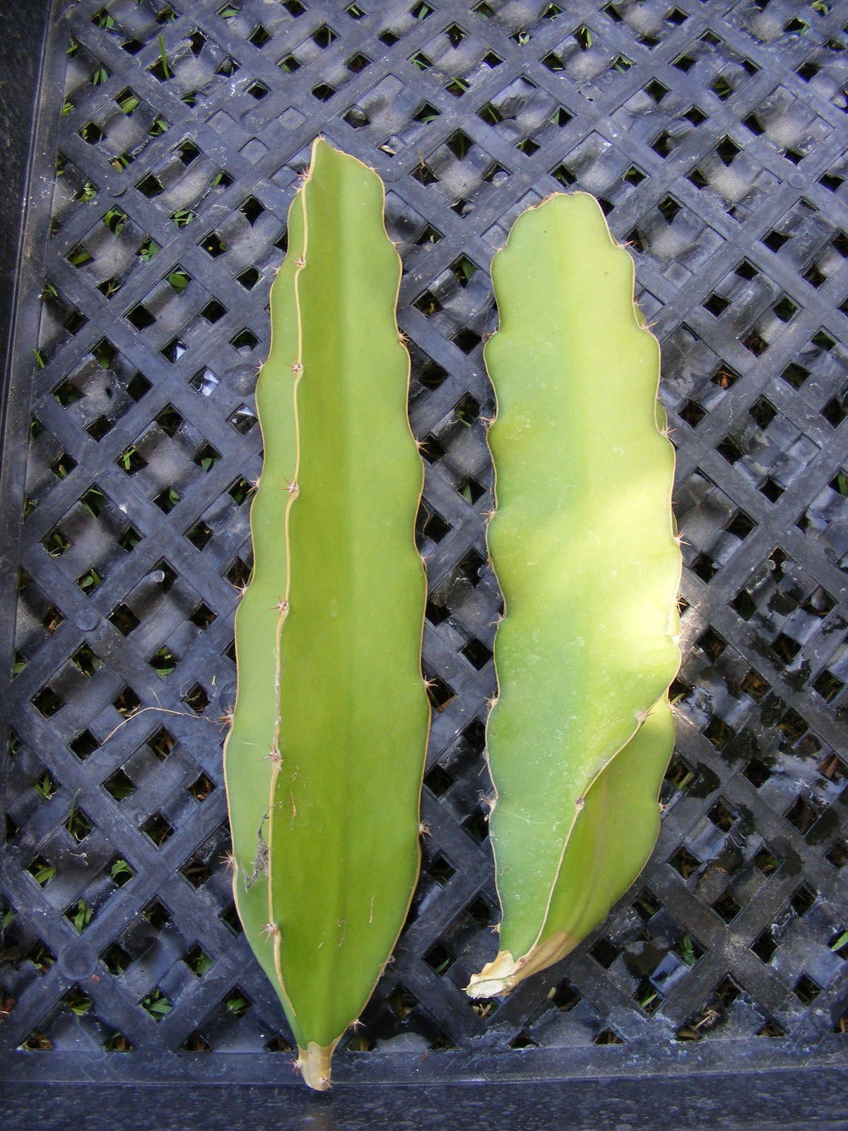 Dragon Fruit Epiphyllum – 2 Fresh Pitahaya Cactus Cuttings, Live Succulent Stems for Rooting and Propagation