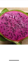 Dragon Fruit Cuttings – 2 Unrooted Pieces – 10 Inch Live Pitaya Plant Starter