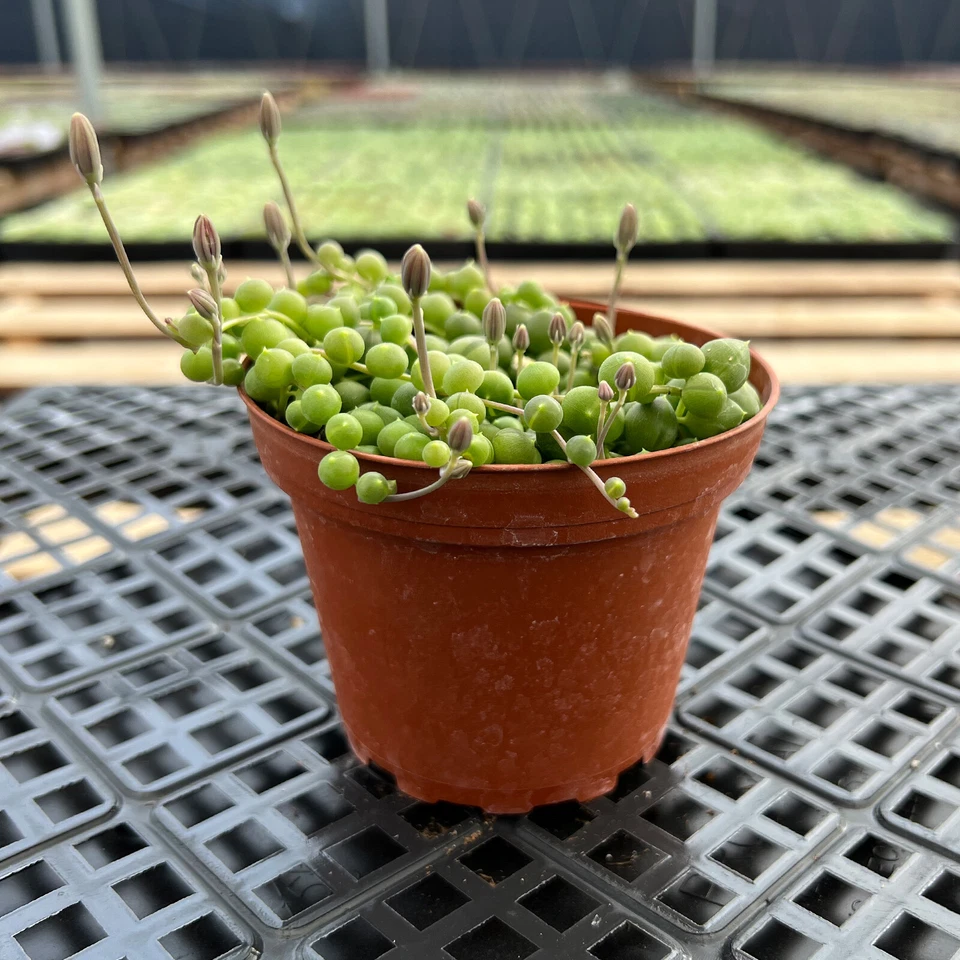 String of Pearls Plant – Fully Rooted Senecio rowleyanus in 4in Pot, Trailing Succulent for Indoor Decor