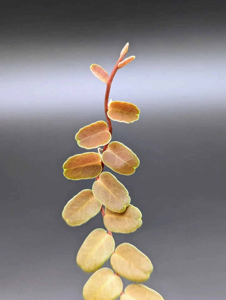 Marcgravia sp. Coriacea “Melon” – 10-Leaf Shingling Vine Cutting – Live Terrarium Plant Starter